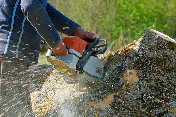 Why Choose Our Tree Removal Services in Ellsworth, ME?